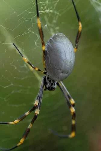 Golden Garden Spider