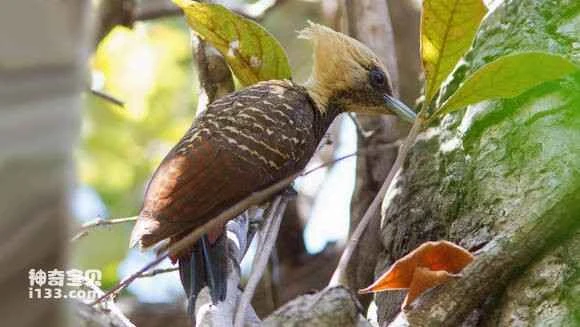 2023062218537612.jpg d06d55282df5e0feacbd76f4576034a85fdf7215_九雷图片转换器.jpg