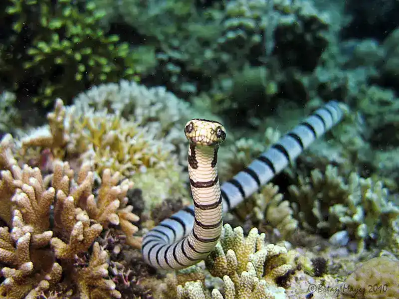 Sea Snakes (Overview)