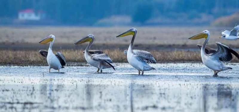 Pelicans (General Overview), Pelecanus (Genus)