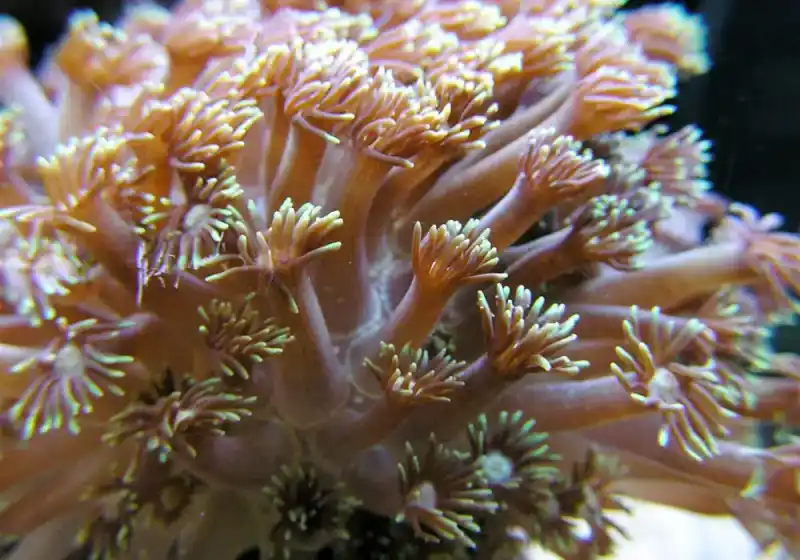 Clustered chrysanthemum coral (potted coral)