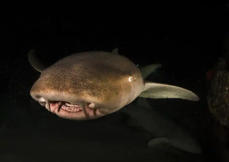 Nurse shark (Wilde shark)