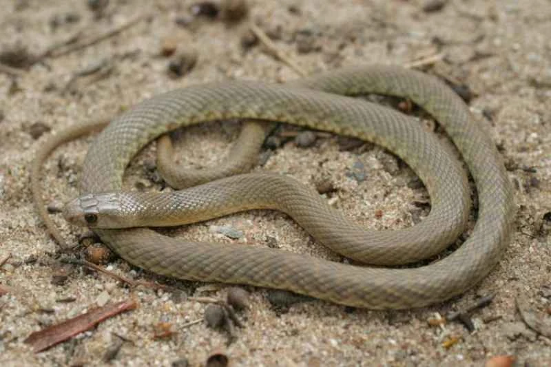 Western brown snake, Pseudonaja nuchalis