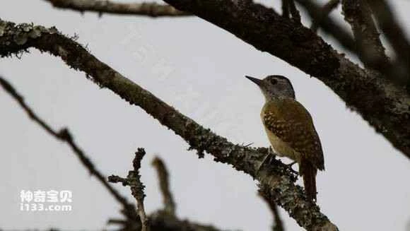 2023052757793962.jpg d8aebe01baa1cd1121f39e31b212c8fcc2ce2dc9_九雷图片转换器.jpg