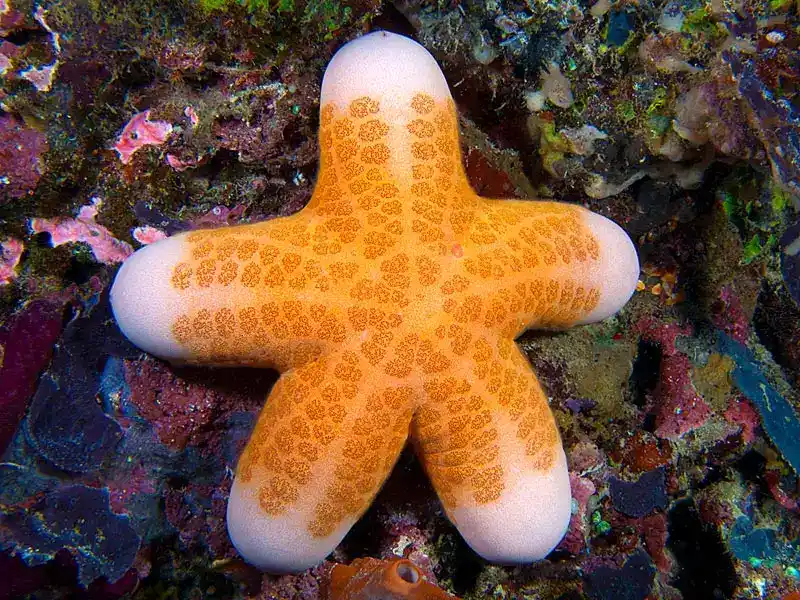 Choriaster granulatus (Donut Starfish)