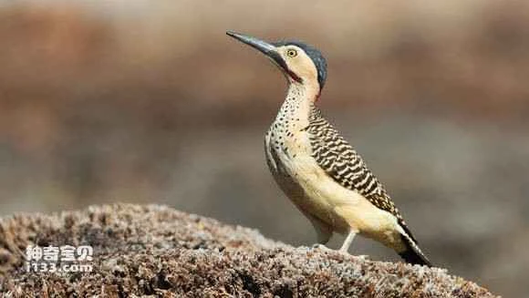 2023070617410038.jpg 8b166c4e78f0f7364c5a02fd0155b319eac4131d_九雷图片转换器.jpg