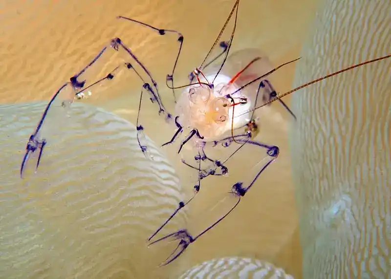 Philippine anemone shrimp (Vir philippinensis)