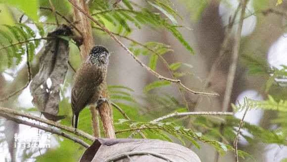 2023070934359344.jpg 3ba7c26fddc451da2bfcac0abdfd5266d11632b8_九雷图片转换器.jpg