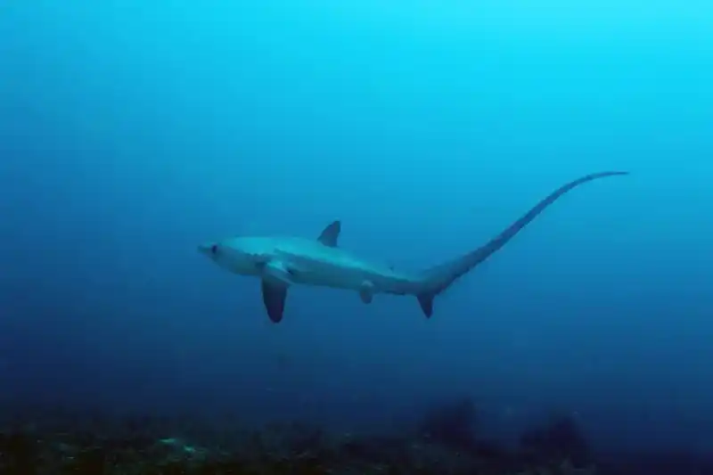 Thresher shark, Alopias (genus)