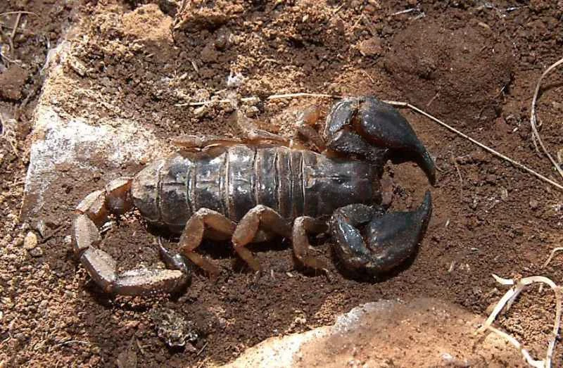 Black Rock Scorpion, Urodaceus manicatus