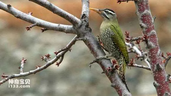 2023060315924159.jpg f941a794d143ad4b443acd4c89025aafa50f069d_九雷图片转换器.jpg