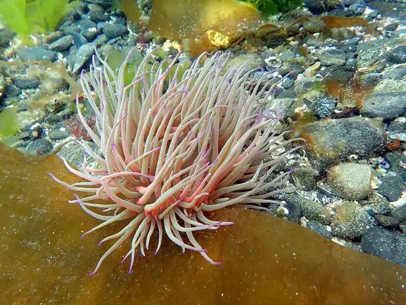 Sea anemones