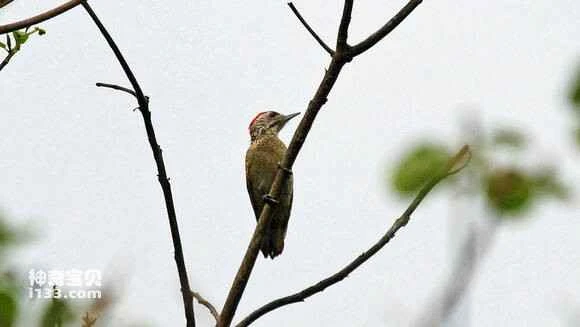 2023052713505565.jpg 8136c2355982b2b72ddad5d53aadcbef77099bca_九雷图片转换器.jpg