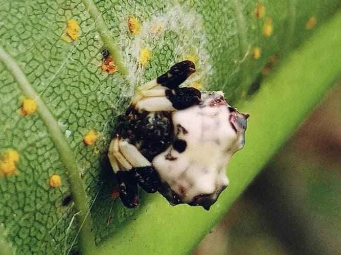 Bird droppings spider