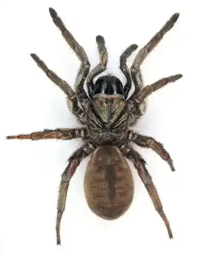 Sydney Brown Burrow Spider