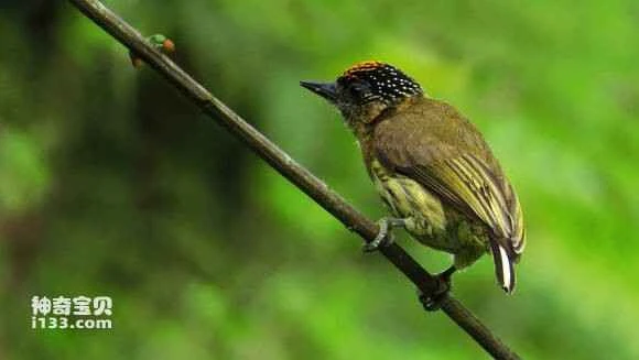 2023071220701521.jpg f1611cf182025aafe0c05829f0edab64014f1ad0_九雷图片转换器.jpg