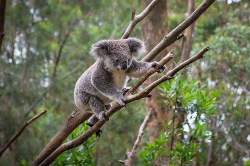 Drop Bear