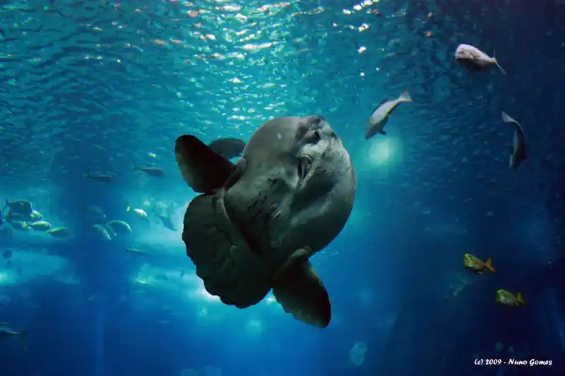 Sunfish (Mola mola Linnaeus), 1758