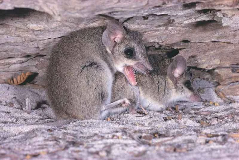 Common marsupial shrew