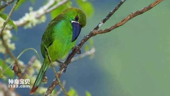 2023052221949920.jpg 6762d613c8fcc3ce3dd8cf109945d688d43f2068_九雷图片转换器.jpg