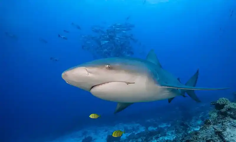 Bull shark (or bull shark)