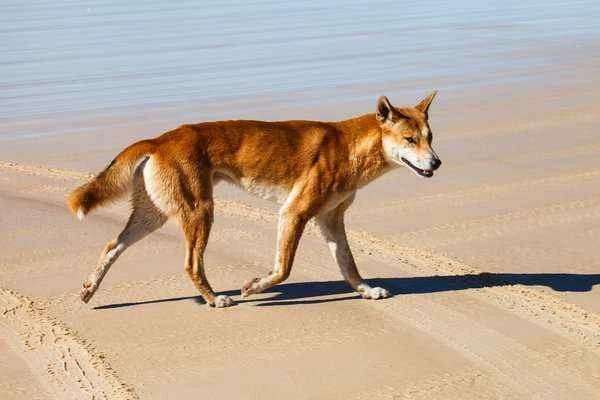 Dingo, Canis lupus dingo (also often written as Canis familiaris dingo)
