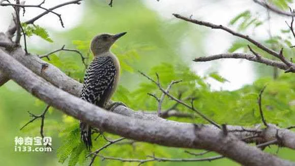 2023052621005020.jpg e3bcacfcfc039245b2b704208c94a4c27d1e2516_九雷图片转换器.jpg