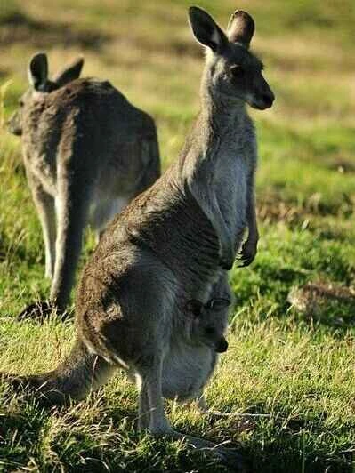 2024090413543704.jpeg 麝香袋鼠 (1) (1).jpeg