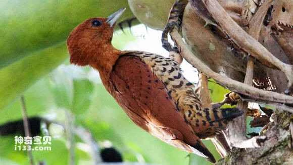 2023062284216791.jpg d65604610c338744169aae895a0fd9f9d62aa058_九雷图片转换器.jpg