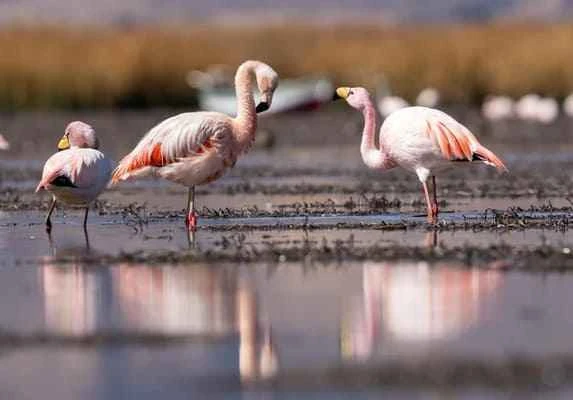 Chilean flamingos