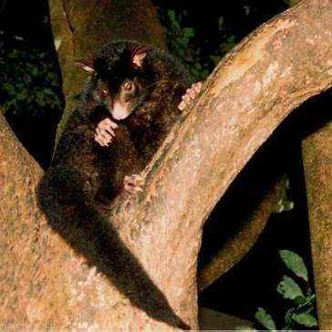 Mountain brushtail mink