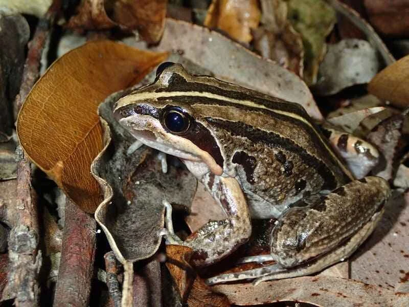 Striped swamp frog, Limnodynastes peronii