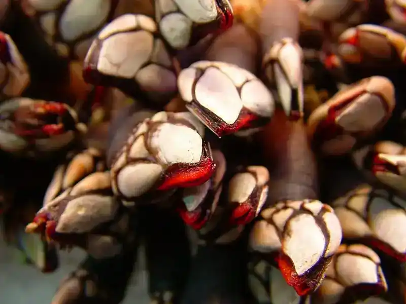 Percebes (Goose Barnacles - Overview)