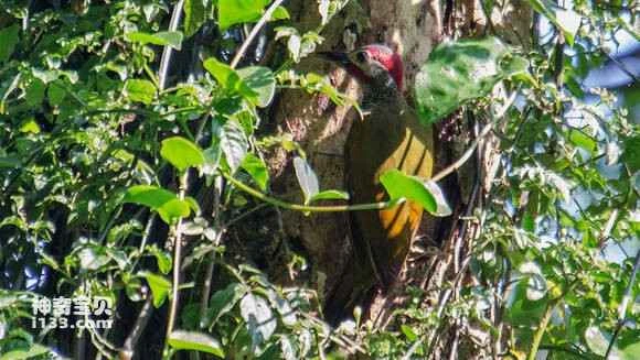 2023070617087653.jpg d8aebe01baa1cd11541341dab212c8fcc2ce2d11_九雷图片转换器.jpg