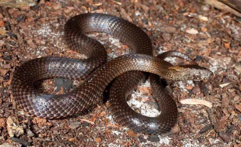 Golden-crowned snake, Cacophis squamulosus