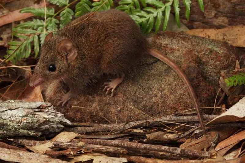 Brown succubus, Antechinus stuartii