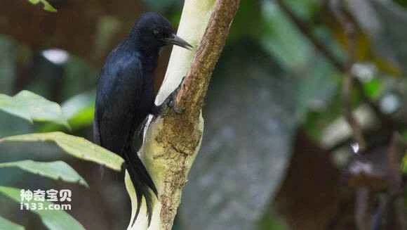 2023052520639095.jpg a66a597bdab44aedaeca7dcfb81c8701a08bfb8d_九雷图片转换器.jpg