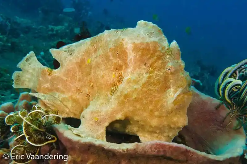 The genus *Antennarius* (also known as frogfish)