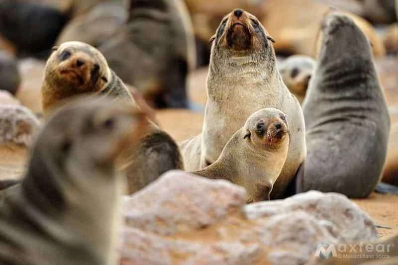 Australian fur seal, Arctocephalus pusillus doriferus