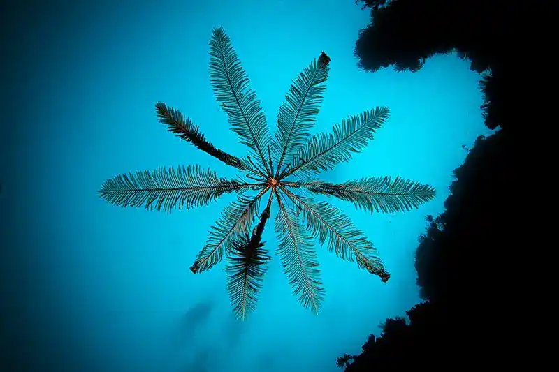 Crinoids (Feathered Star/Crinoids - General Overview)