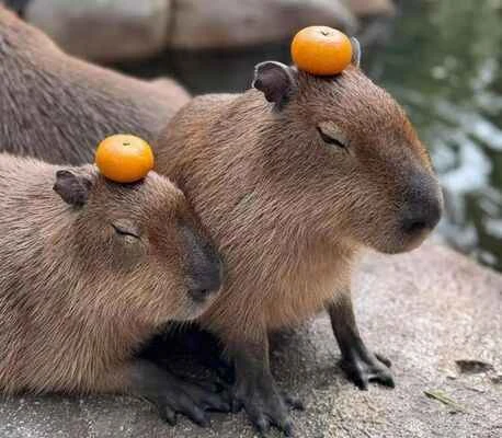 Capybaras