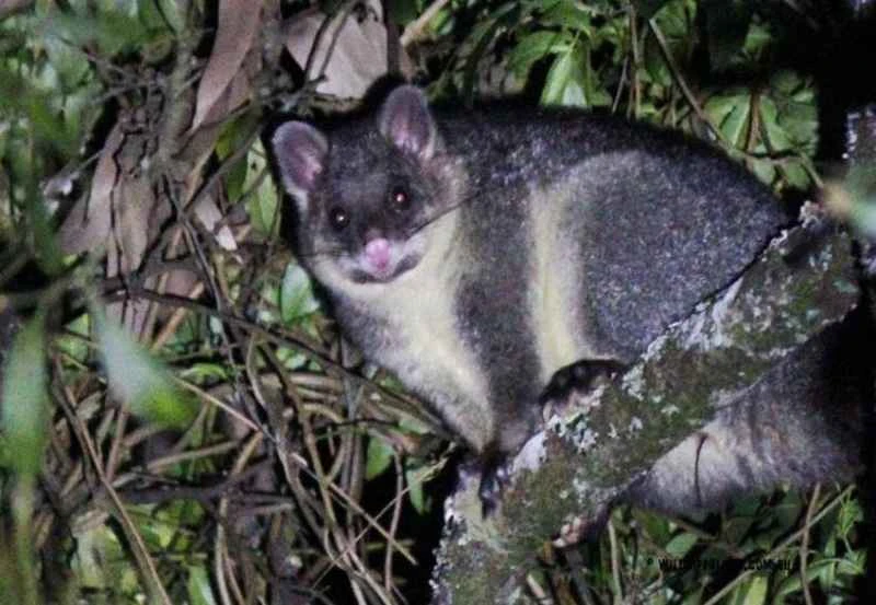 Mountain broomtail possum, Trichosurus cunninghami