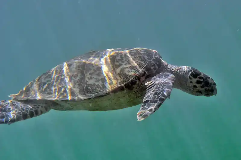Hawksbill turtle