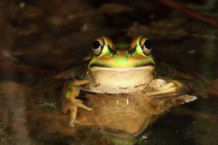 Green Bell Frog