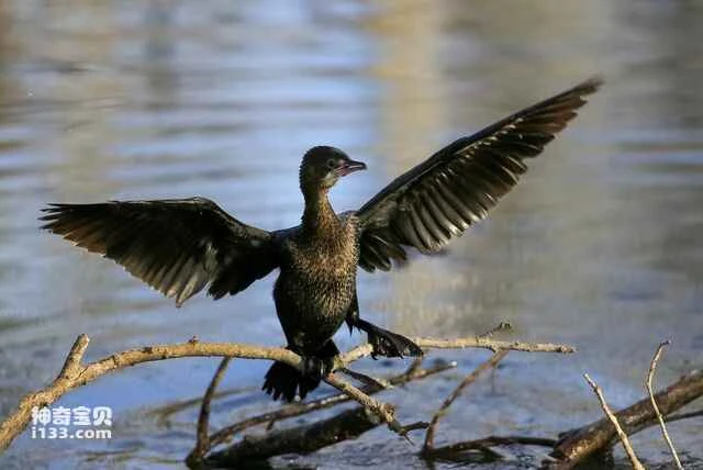 Pygmy cormorant, osprey