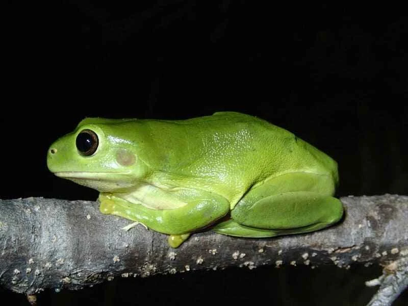 Australian green tree frog