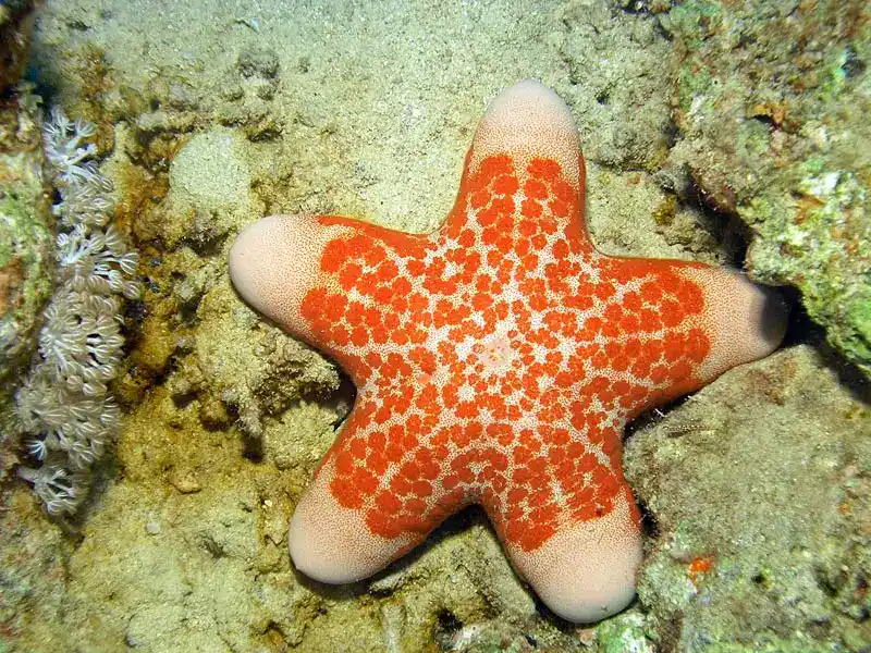Granular starfish (donut starfish)