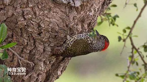 2023060192254176.jpg 994af4514fc2d5621f96b650ec1190ef77c66c60_九雷图片转换器.jpg