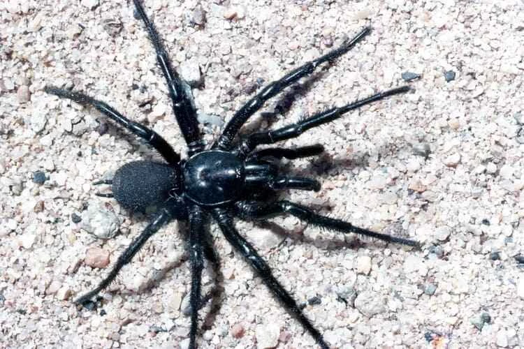Sydney funnel-web spider