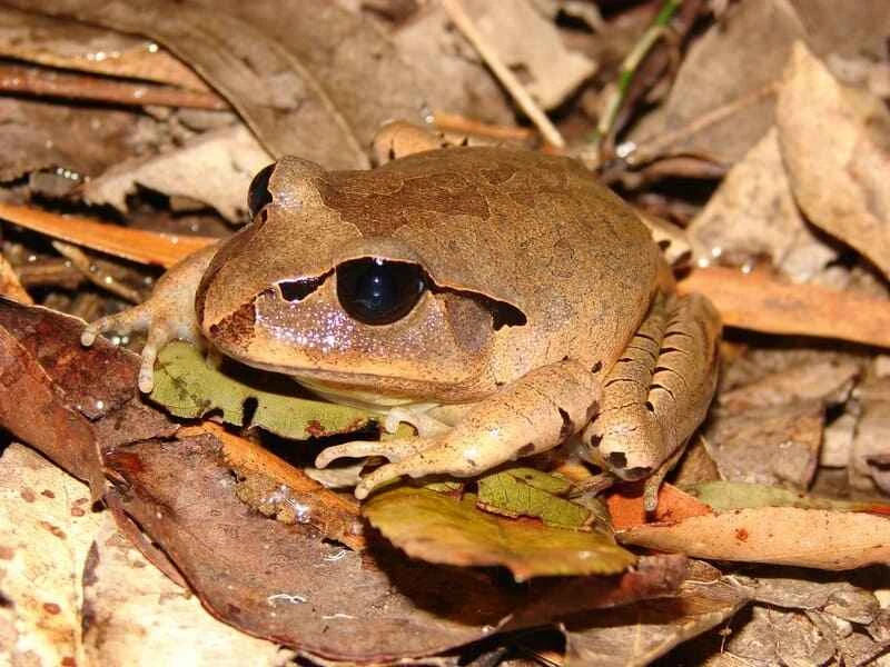 Large barn frog, Mixophyes fasciolatus
